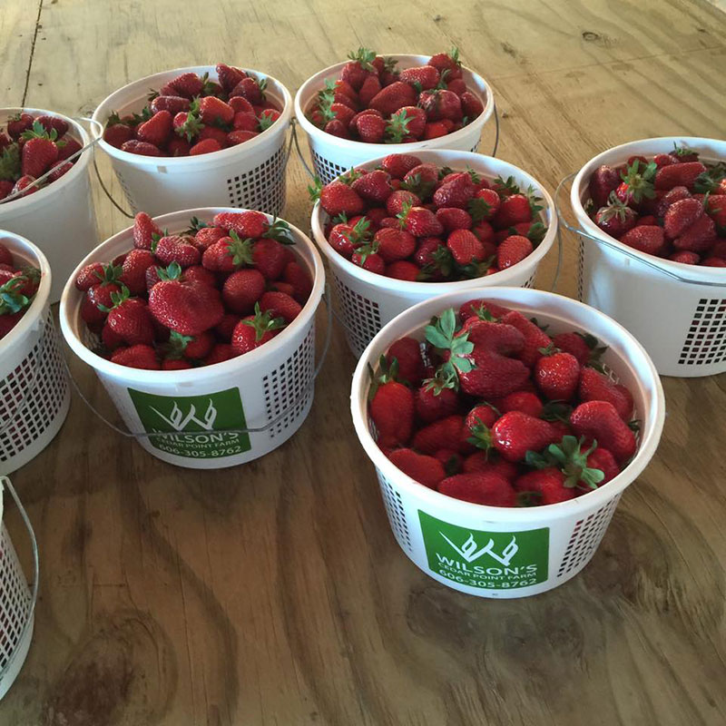 Fruit Bowl - Wilson Farm