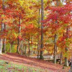 12 Things to Do in Somerset-Pulaski County in the Fall