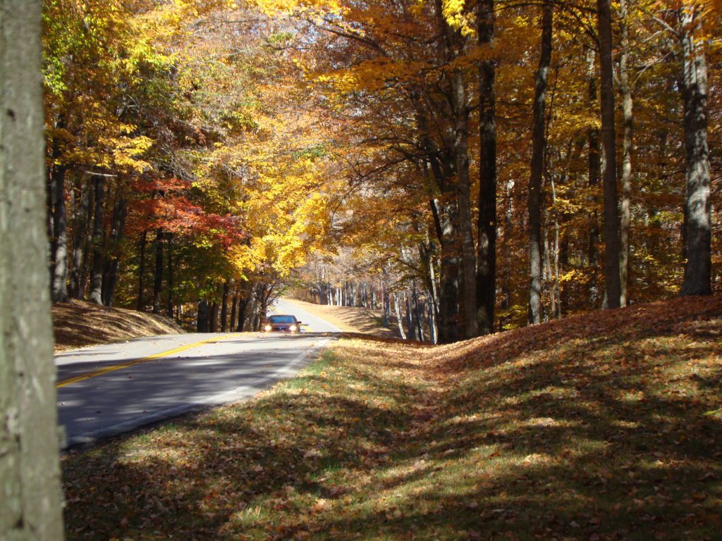 Car driving down road surrounded by trees with fall colored leaves