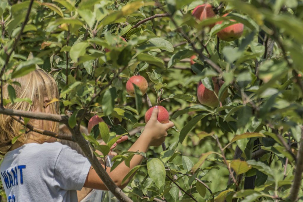 Little girl picking apples from tree